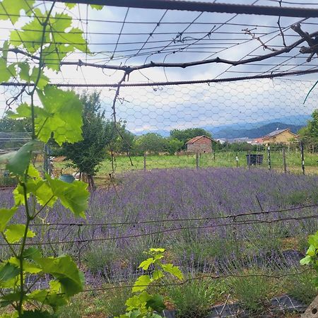 Salvia E Rosmarino - Affittacamere In Liguria Villanova d'Albenga Luaran gambar