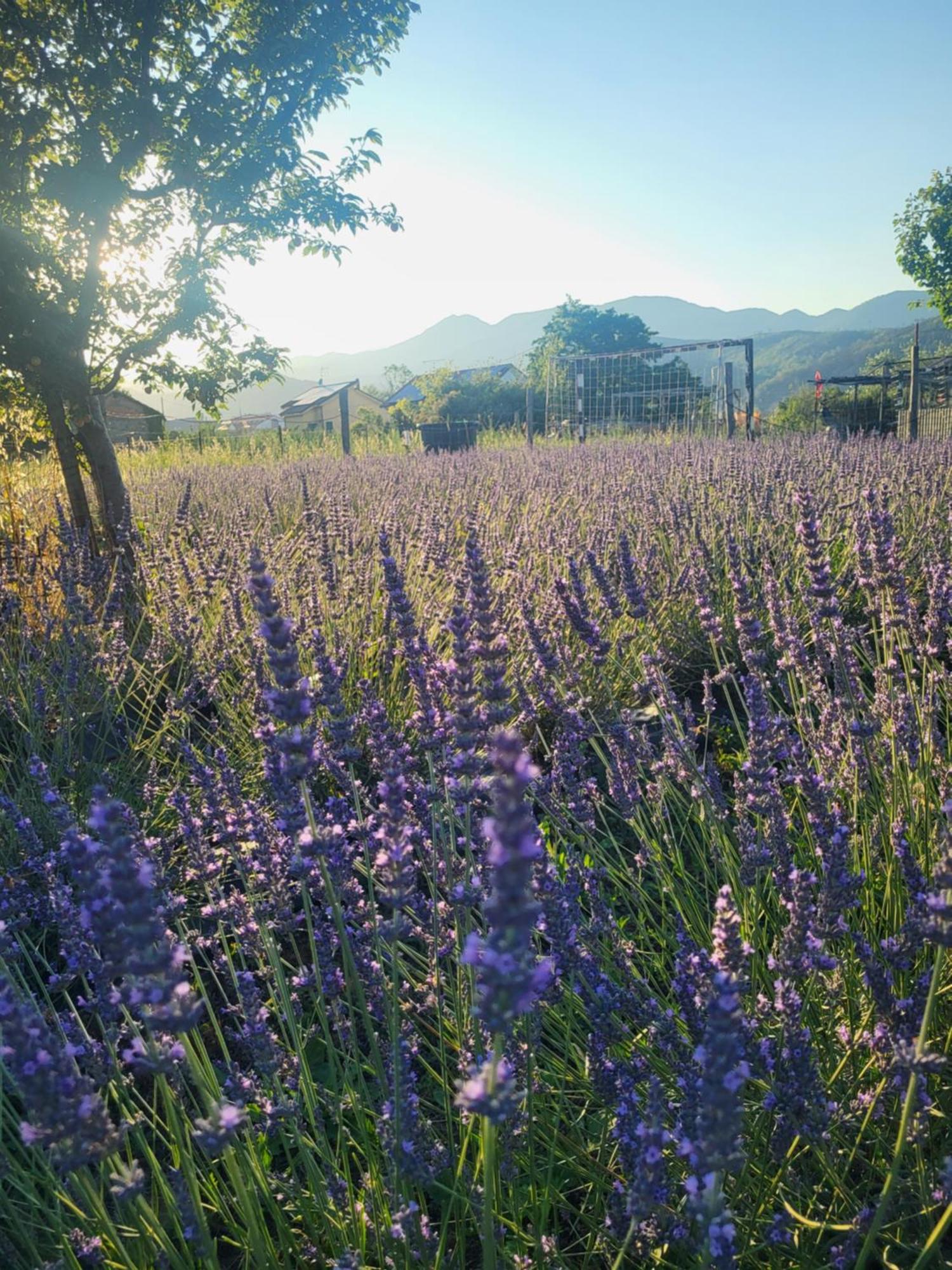 Salvia E Rosmarino - Affittacamere In Liguria Villanova d'Albenga Luaran gambar