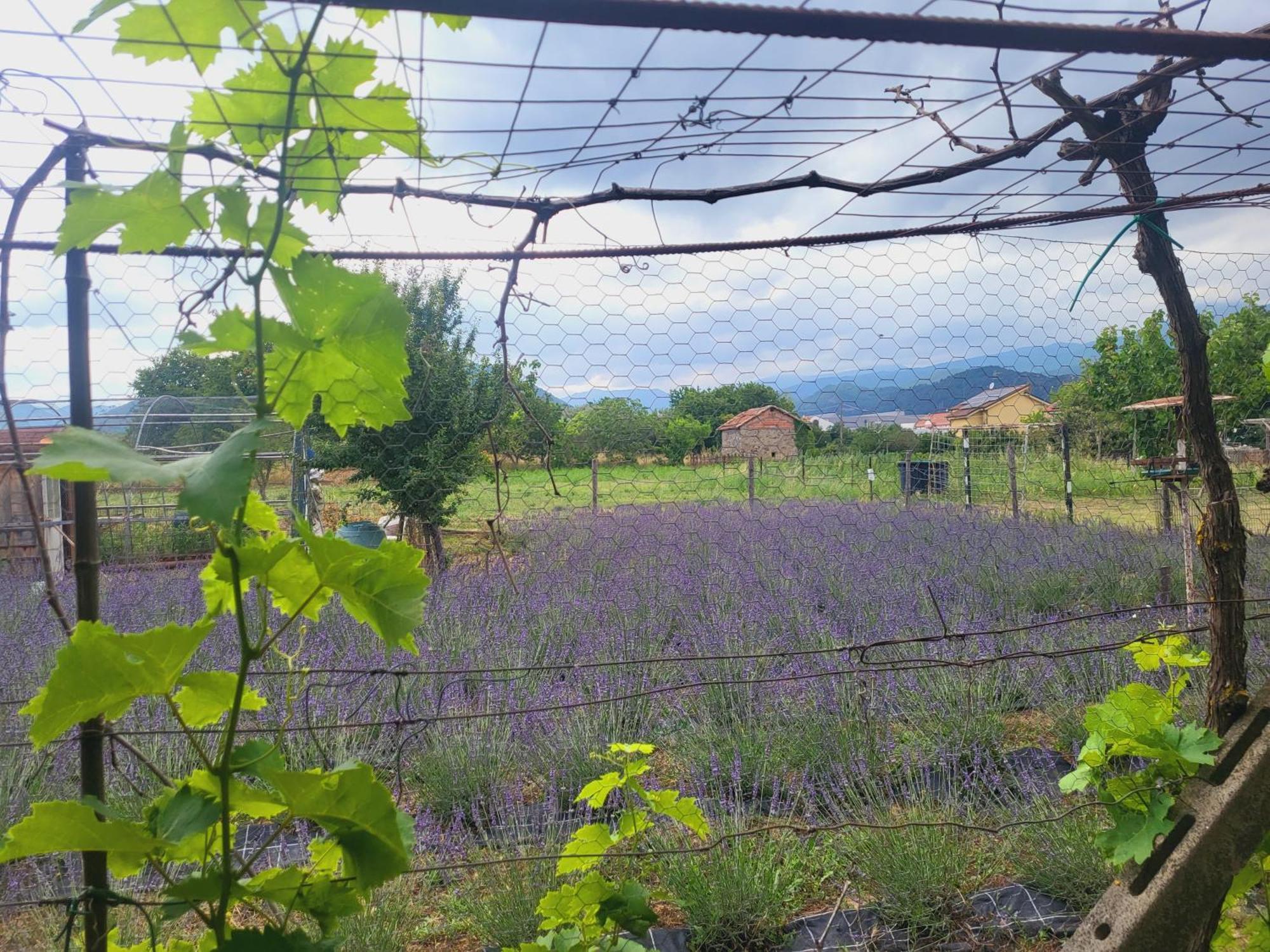 Salvia E Rosmarino - Affittacamere In Liguria Villanova d'Albenga Luaran gambar