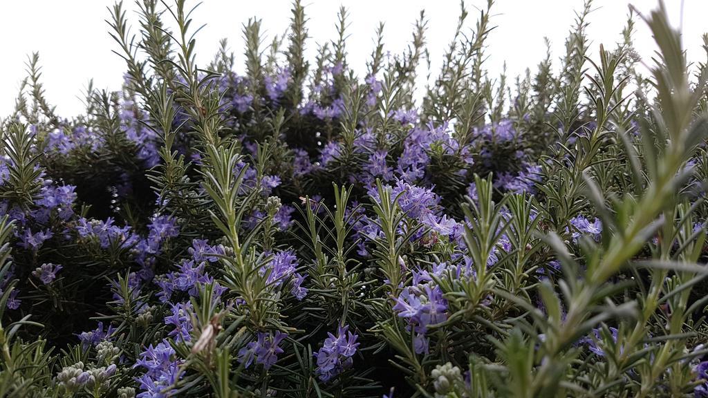 Salvia E Rosmarino - Affittacamere In Liguria Villanova d'Albenga Luaran gambar